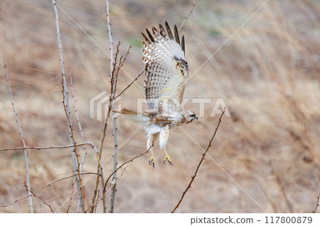 A beautiful buzzard (Accipitridae) jumps out from a perch on the Tone River riverbed, Gunma Prefecture, Japan. March 23, 2024 117800879