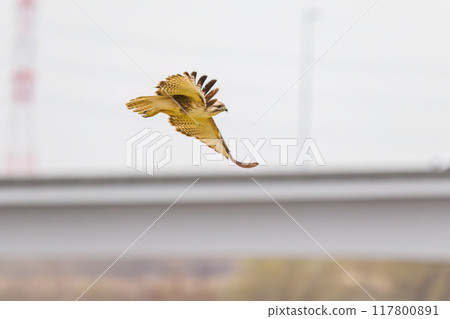 A beautiful buzzard (Accipitridae) jumps out from a perch on the Tone River riverbed, Gunma Prefecture, Japan. March 23, 2024 117800891
