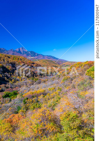[Autumn material] Yatsugatake and blue sky during the autumn leaves season seen from Yatsugatake Ohashi Bridge [Yamanashi Prefecture] 117800947