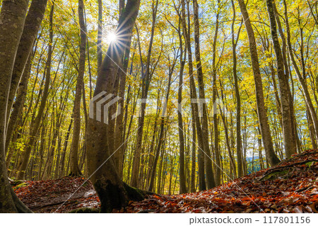 [森林素材] 秋天的美麗森林[新潟縣] 117801156