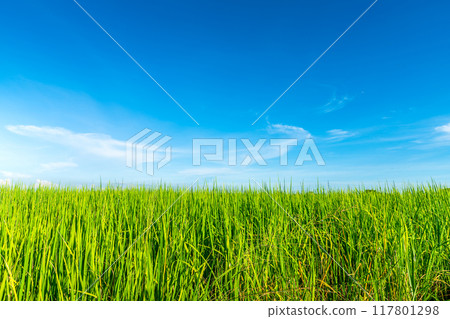 Scenic view landscape of Rice field green grass with field cornfield or in Asia country agriculture harvest with fluffy clouds blue sky daylight background. Scenic view landscape of Rice field green grass with field cornfield or in Asia country agriculture harvest with fluffy clouds blue sky daylight background. 117801298