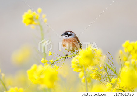 A cute bunting (Bemuridae) searching for food in a beautiful rapeseed field. Tone River riverbed, Gunma Prefecture - March 2024 A cute bunting (Bemuridae) searching for food in a beautiful rapeseed field. Tone River riverbed, Gunma Prefecture - March 2024 117801350