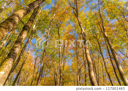 [Forest material] Autumn beauty forest [Niigata Prefecture] 117801465