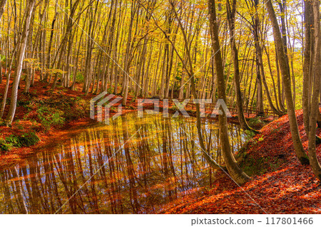 [Forest material] Autumn beauty forest [Niigata Prefecture] 117801466