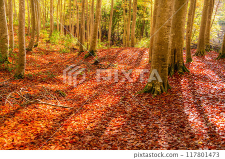 [Forest material] Autumn beauty forest [Niigata Prefecture] 117801473