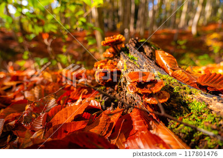 [森林素材] 秋天的美麗森林[新潟縣] 117801476