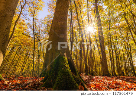 [Forest material] Autumn beauty forest [Niigata Prefecture] 117801479