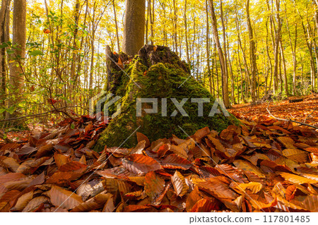 [森林素材] 秋天的美麗森林[新潟縣] 117801485