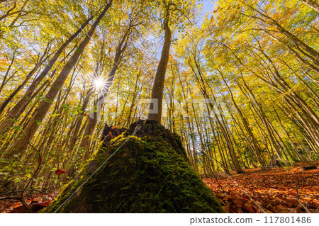 [Forest material] Autumn beauty forest [Niigata Prefecture] 117801486