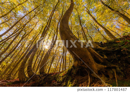 [Forest material] Autumn beauty forest [Niigata Prefecture] 117801487