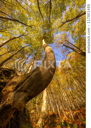 [Forest material] Autumn beauty forest [Niigata Prefecture] 117801489