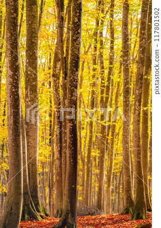 [Forest material] Autumn beauty forest [Niigata Prefecture] 117801502