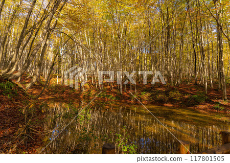 [Forest material] Autumn beauty forest [Niigata Prefecture] 117801505