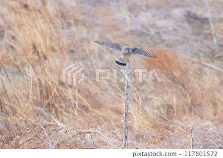A beautiful kestrel (Falconidae) jumping on a perch. Tone River riverbed, Gunma Prefecture, March 2024 A beautiful kestrel (Falconidae) jumping on a perch. Tone River riverbed, Gunma Prefecture, March 2024 117801572