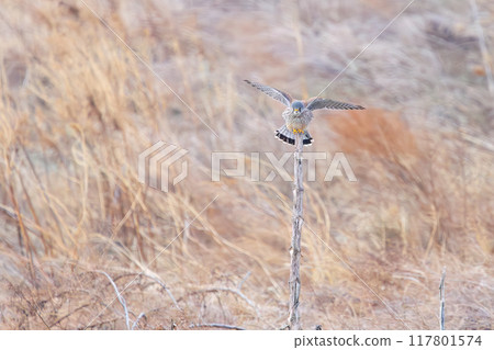 A beautiful kestrel (Falconidae) jumping on a perch. Tone River riverbed, Gunma Prefecture, March 2024 117801574