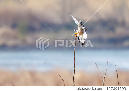 A beautiful kestrel (Falconidae) jumping on a perch. Tone River riverbed, Gunma Prefecture, March 2024 117801593