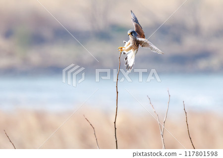 一隻美麗的紅隼(隼科)在棲息處跳躍。群馬縣利根川河床 2024 年 3 月 一隻美麗的紅隼(隼科)在棲息處跳躍。群馬縣利根川河床 2024 年 3 月 117801598