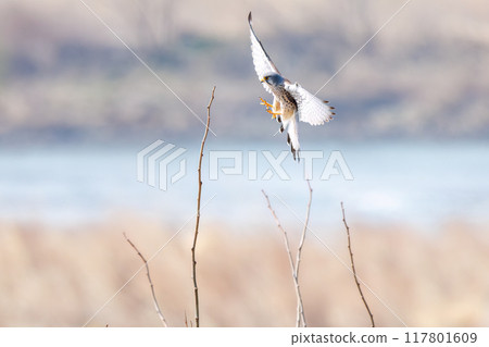 A beautiful kestrel (Falconidae) jumping on a perch. Tone River riverbed, Gunma Prefecture, March 2024 117801609