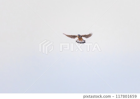 A beautiful kestrel (Falconidae) hovering for a hunt. Tone River riverbed, Gunma Prefecture, March 2024 A beautiful kestrel (Falconidae) hovering for a hunt. Tone River riverbed, Gunma Prefecture, March 2024 117801659