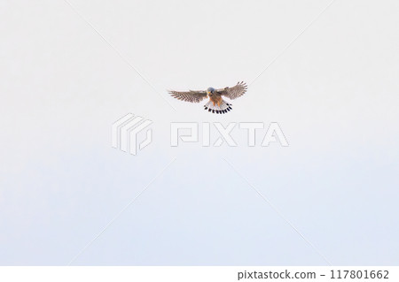 一隻美麗的紅隼(隼科)盤旋狩獵。群馬縣利根川河床 2024 年 3 月 一隻美麗的紅隼(隼科)盤旋狩獵。群馬縣利根川河床 2024 年 3 月 117801662