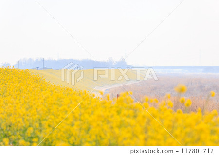 A beautiful rapeseed flower field on the slope of a vast riverbed in the morning mist. Tone River riverbed, Gunma Prefecture, March 2024 117801712