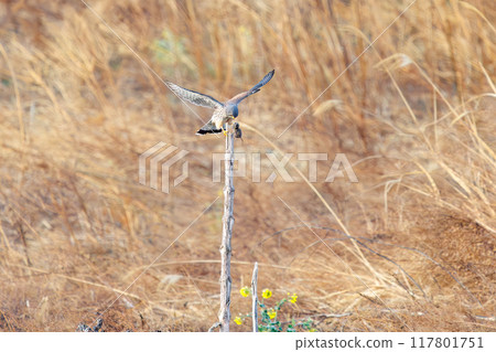 A beautiful kestrel (Falconidae) eating a mouse it caught on a perch. Tone River riverbank, Gunma Prefecture, March 2024 117801751