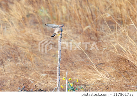 A beautiful kestrel (Falconidae) eating a mouse it caught on a perch. Tone River riverbank, Gunma Prefecture, March 2024 117801752