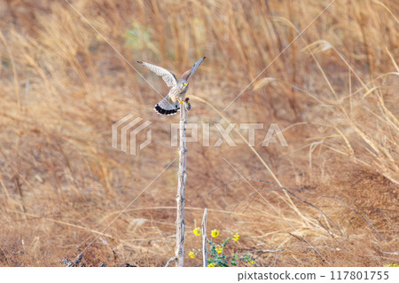 一隻美麗的紅隼（隼科）正在吃掉它在棲木上捕獲的一隻老鼠。群馬縣利根川河床 2024 年 3 月 117801755