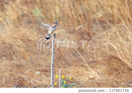 一隻美麗的紅隼(隼科)正在吃掉它在棲木上捕獲的一隻老鼠。群馬縣利根川河床 2024 年 3 月 一隻美麗的紅隼(隼科)正在吃掉它在棲木上捕獲的一隻老鼠。群馬縣利根川河床 2024 年 3 月 117801756
