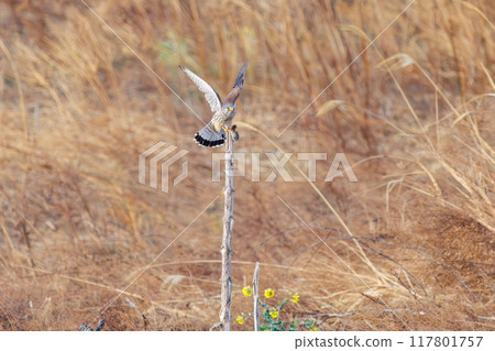 A beautiful kestrel (Falconidae) eating a mouse it caught on a perch. Tone River riverbank, Gunma Prefecture, March 2024 117801757