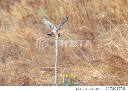 A beautiful kestrel (Falconidae) eating a mouse it caught on a perch. Tone River riverbank, Gunma Prefecture, March 2024 117801758
