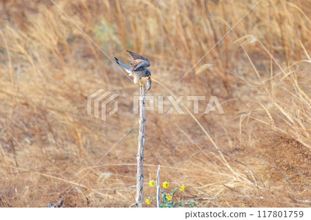 A beautiful kestrel (Falconidae) eating a mouse it caught on a perch. Tone River riverbank, Gunma Prefecture, March 2024 117801759