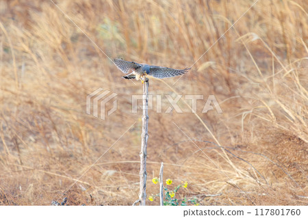 一隻美麗的紅隼（隼科）正在吃掉它在棲木上捕獲的一隻老鼠。群馬縣利根川河床 2024 年 3 月 117801760