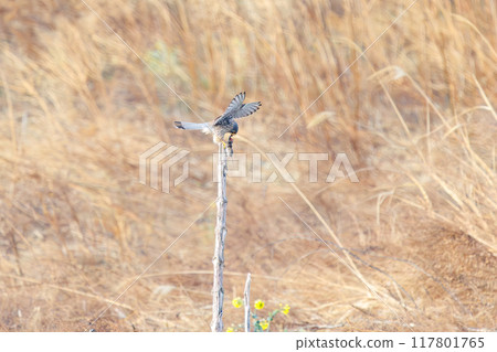 A beautiful kestrel (Falconidae) eating a mouse it caught on a perch. Tone River riverbank, Gunma Prefecture, March 2024 117801765