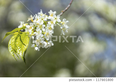 Wild Himalayan Cherry (Prunus cerasoides) or thai sakura flower 117801800