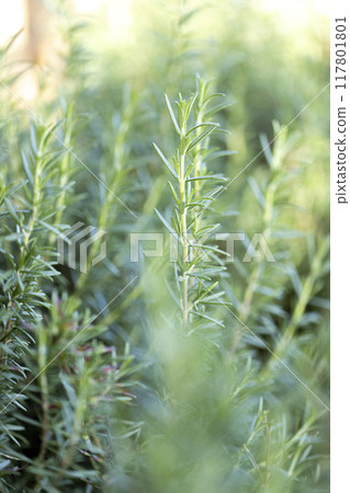Fresh Rosemary Herb grow outdoor. Rosemary leaves Close-up. 117801801