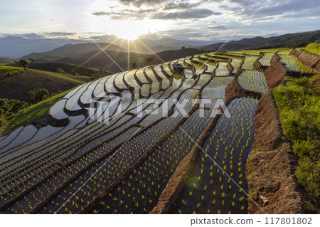 Terraced rice field at Mae Cham Chiangmai Northern Thailand 117801802