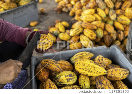 Cacao Tree (Theobroma cacao). Organic cocoa fruit pods in nature. 117801803