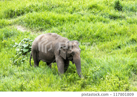 Asian Elephant in a nature at deep forest in Thailand 117801809