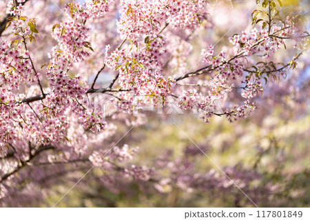 Wild Himalayan Cherry (Prunus cerasoides) or thai sakura flower Wild Himalayan Cherry (Prunus cerasoides) or thai sakura flower 117801849