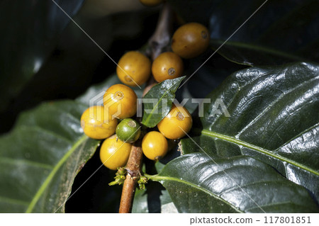coffee berries by agriculture. Coffee beans ripening on the tree in North of Thailand coffee berries by agriculture. Coffee beans ripening on the tree in North of Thailand 117801851