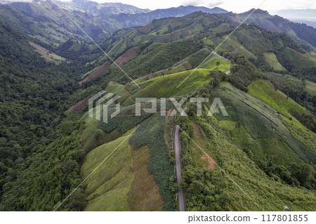 Aerial view of road in beautiful green forest at sunset in spring. Colorful landscape Aerial view of road in beautiful green forest at sunset in spring. Colorful landscape 117801855