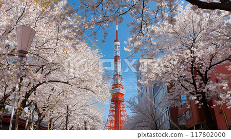 東京塔和櫻花 東京塔和櫻花 117802000