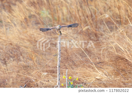 一隻美麗的紅隼(隼科)抱著捕獲的老鼠飛翔。群馬縣利根川河床 2024 一隻美麗的紅隼(隼科)抱著捕獲的老鼠飛翔。群馬縣利根川河床 2024 117802022