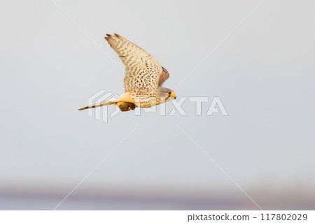 A beautiful kestrel (Falconidae) soars while clutching a captured mouse. Tone River riverbed, Gunma Prefecture, 2024 117802029