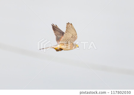 A beautiful kestrel (Falconidae) soars while clutching a captured mouse. Tone River riverbed, Gunma Prefecture, 2024 117802030