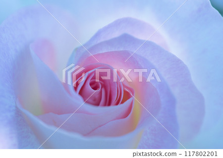 pink rose petals 117802201