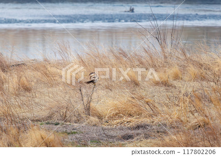 A beautiful buzzard (Accipitridae) jumping onto a branch in the morning mist in a reed bed. On the Tone River riverbed, Gunma Prefecture, Japan. 2024 117802206