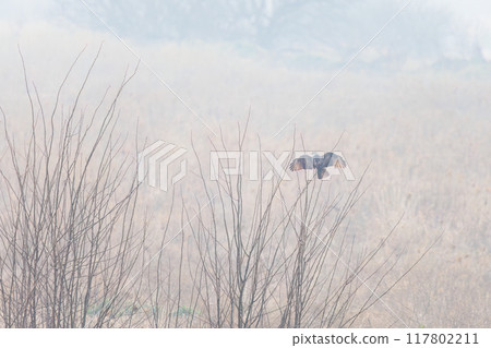 A beautiful buzzard (Accipitridae) jumping onto a branch in the morning mist in a reed bed. On the Tone River riverbed, Gunma Prefecture, Japan. 2024 117802211