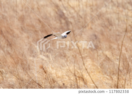 A beautiful northern harrier (Accipitridae) jumps out of a reed bed. On the Tone River riverbed, Gunma Prefecture, Japan. March 2024 A beautiful northern harrier (Accipitridae) jumps out of a reed bed. On the Tone River riverbed, Gunma Prefecture, Japan. March 2024 117802338